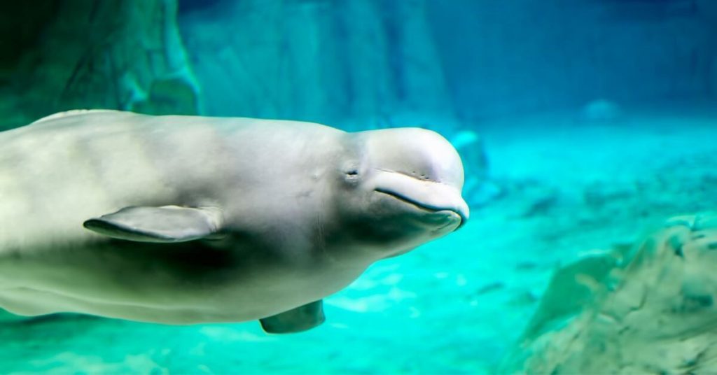 white beluga whale underwater - 100 Questions to Ask Kids - Great Conversation Starters by Raising Bliss